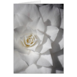 White Camelia