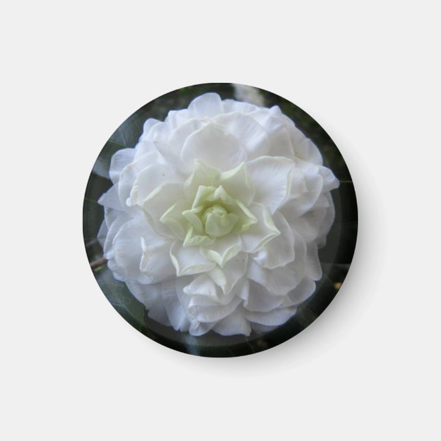 White Camelia Photo Circle Magnet (Front)