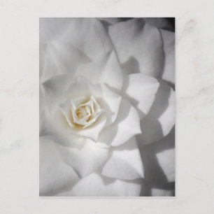 White Camelia Postcard