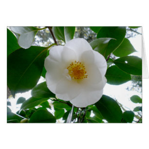 White Camellia