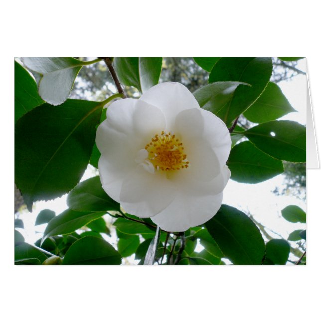 White Camellia (Front Horizontal)