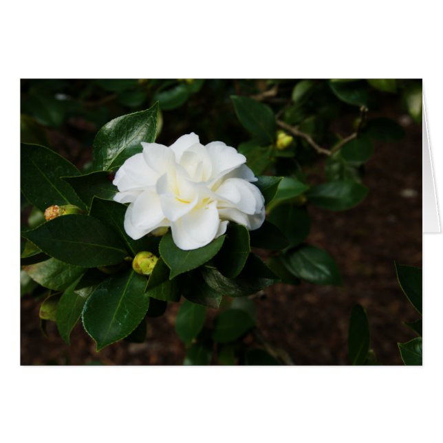 White Camellia (Front Horizontal)