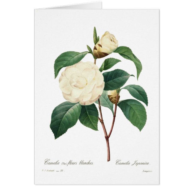 White camellia (Front)