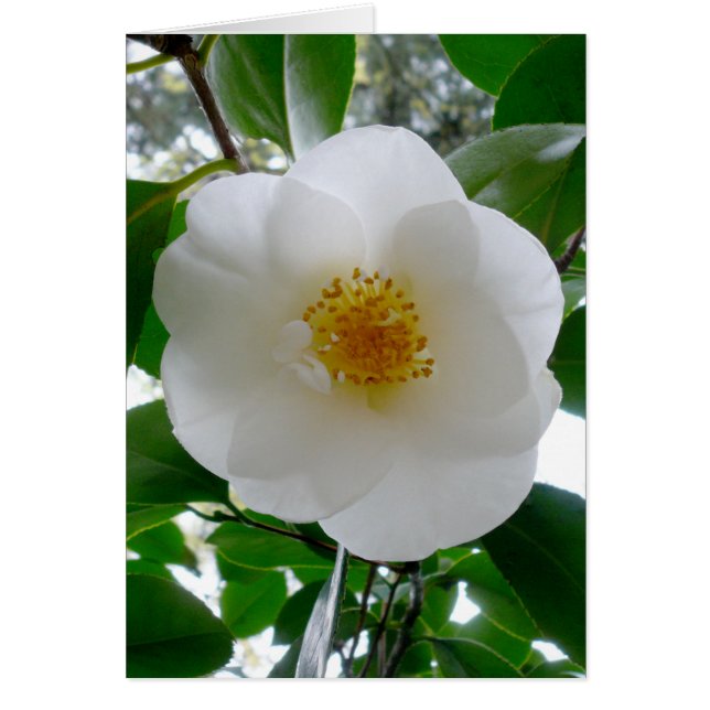 White Camellia (Front)