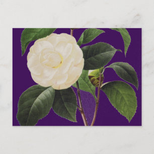 White Camellia, 1833 Postcard