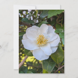 White Camellia Bloom in Morning Light Invitation
