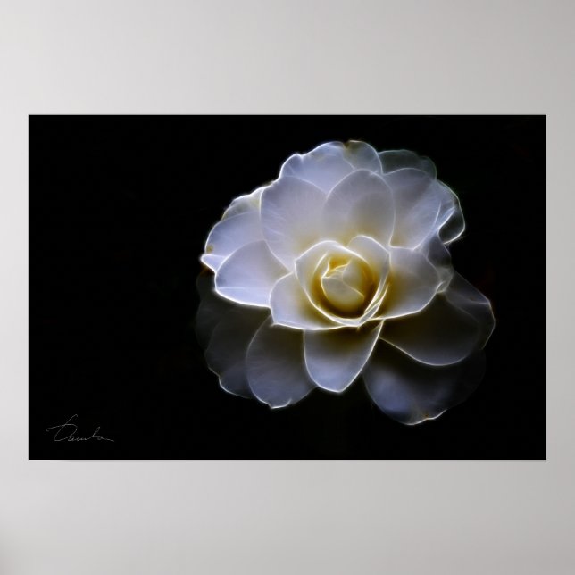 white camellia colour poster (Front)