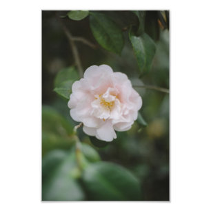 White Camellia Flower Photo Print