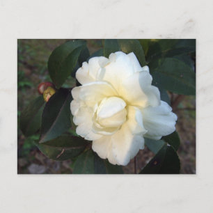 white camellia flower postcard