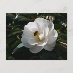 White Camellia Flower Postcard
