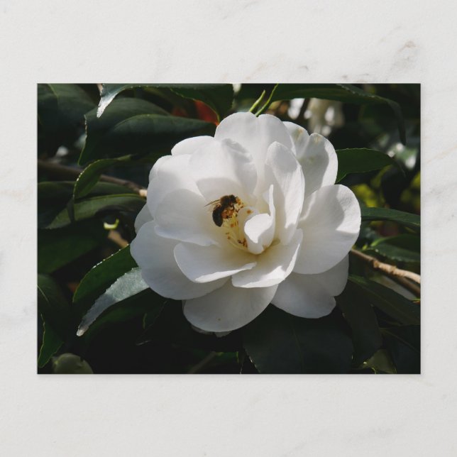 White Camellia Flower Postcard (Front)
