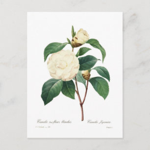 White Camellia Postcard