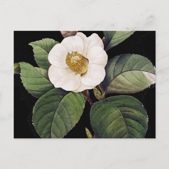 White Camellia Postcard (Front)