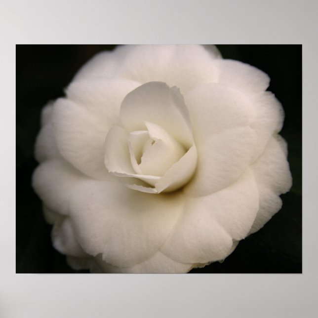 White Camellia Poster (Front)