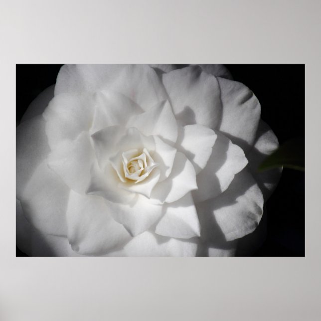 White Camellia Poster (Front)
