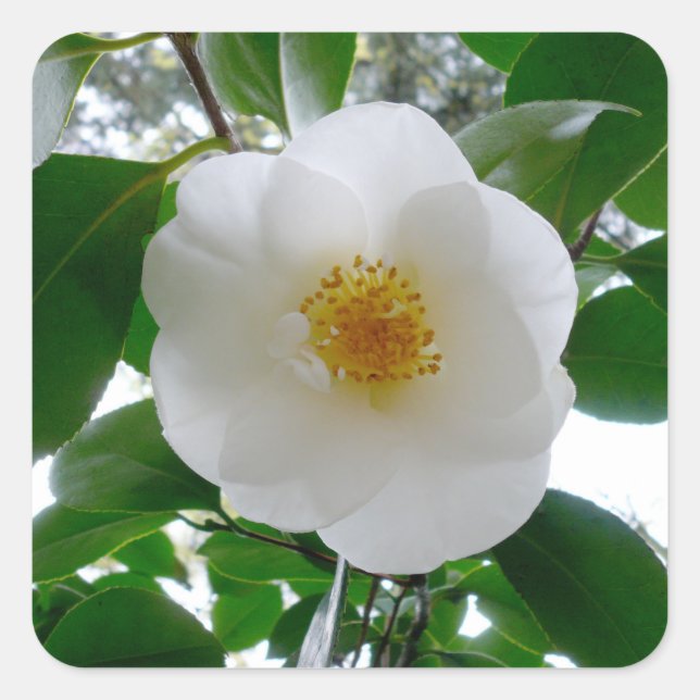 White Camellia Square Sticker (Front)