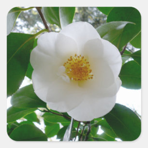 White Camellia Square Sticker