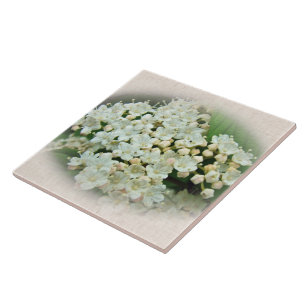 White & Cameo Cream Hydrangea Flowers Ceramic Tile
