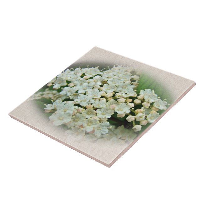 White & Cameo Cream Hydrangea Flowers Ceramic Tile (Side)