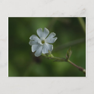 White Campion Wildflower Floral Postcard