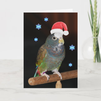 White-capped Pionus Santa Greetings Holiday Card