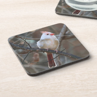white cardinal coaster