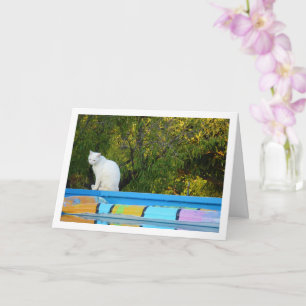 White Cat at Swimming Pool Card