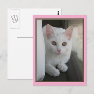 White Cat Chillin' Postcard