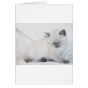 White cat grooming itself