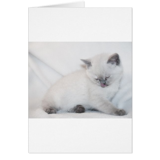 White cat grooming itself (Front)