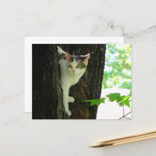 White Cat in Tree Postcard
