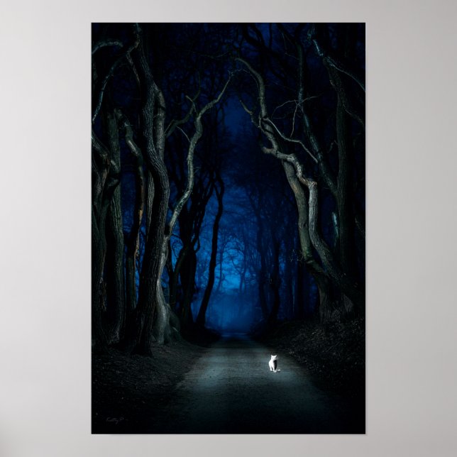 White Cat on Canopy Road at Night Poster Art Print (Front)