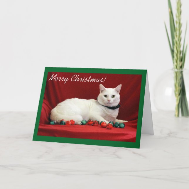 White Cat on Red Background Holiday Card (Front)