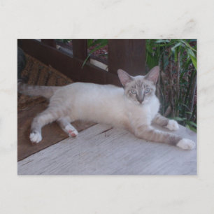 White Cat Photo Postcard