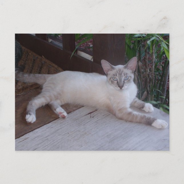 White Cat Photo Postcard (Front)