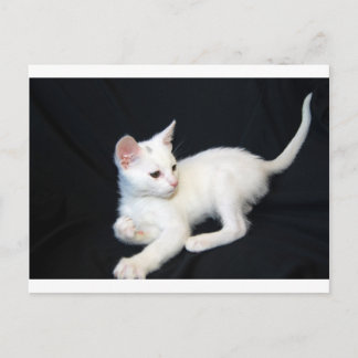 White Cat Playing Postcard