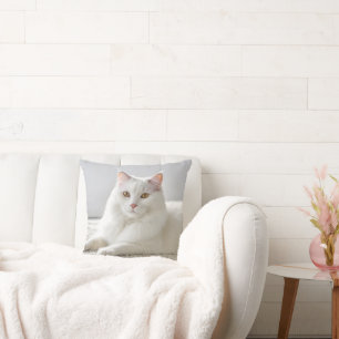 White Cat Posing On White Carpet Cushion