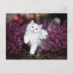 White Cat Postcard