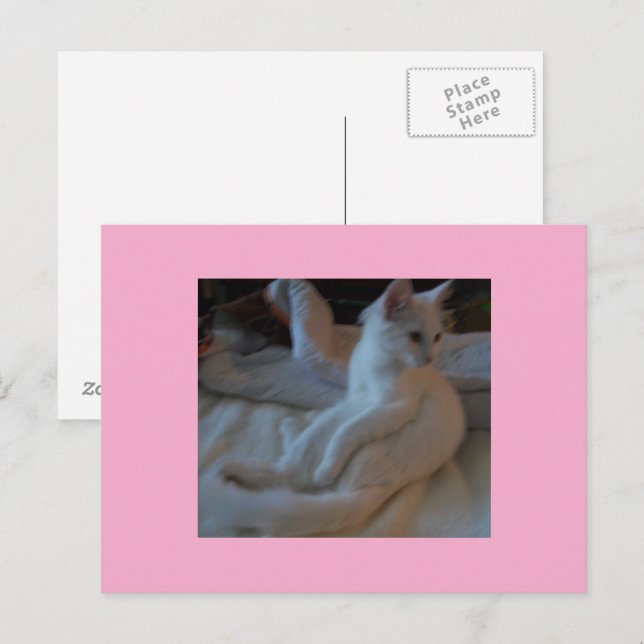 White Cat Postcard (Front/Back)