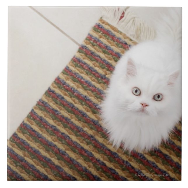 White cat sitting on mat ceramic tile (Front)