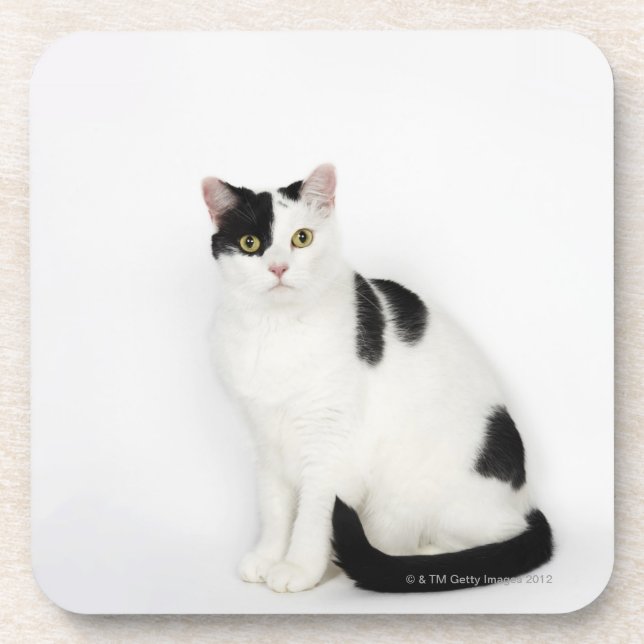 White cat with black spots coaster (Front)