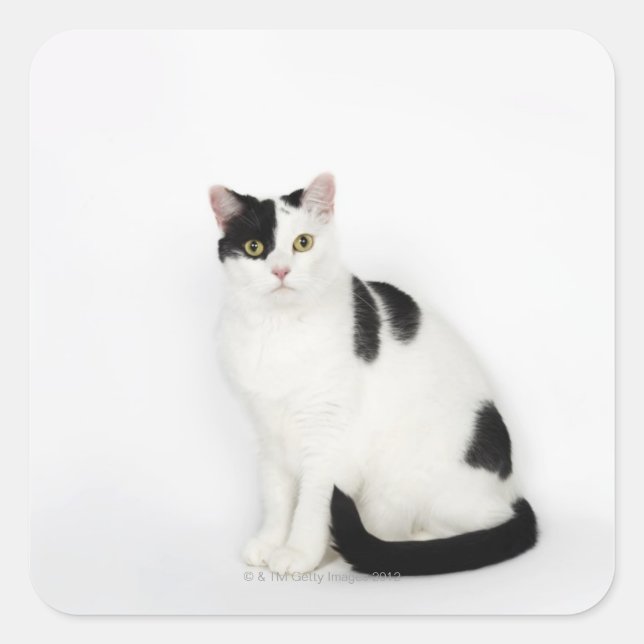 White cat with black spots square sticker (Front)