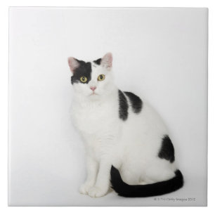 White cat with black spots tile