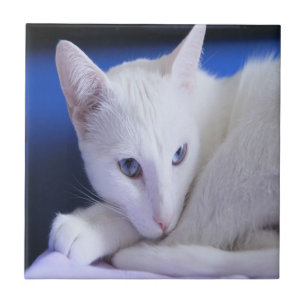 White Cat With Blue Eyes Ceramic Tile