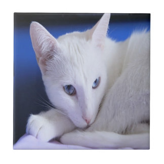 White Cat With Blue Eyes Ceramic Tile