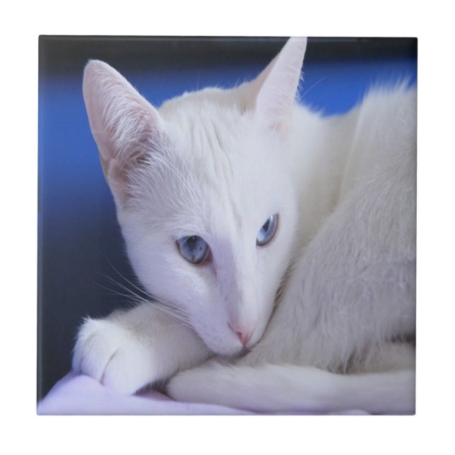White Cat With Blue Eyes Ceramic Tile (Front)