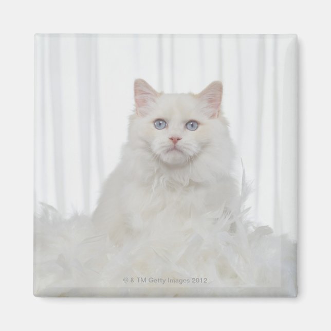 White Cat with Feathers Magnet (Front)