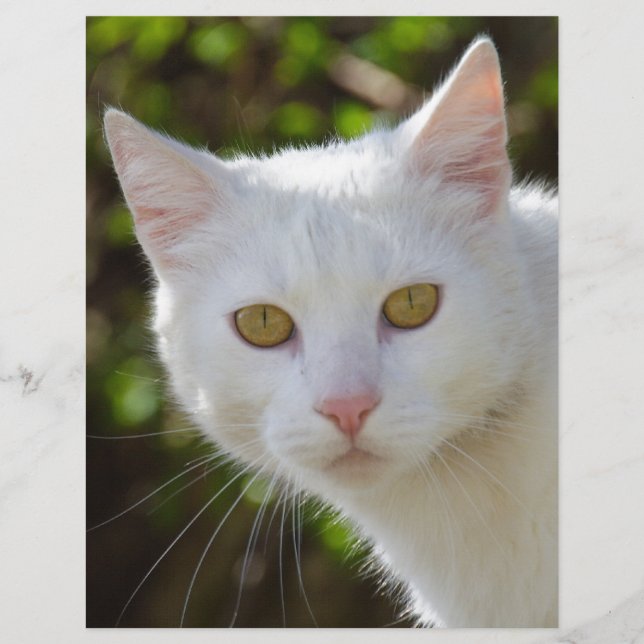 White Cat With Yellow Eyes (Front)