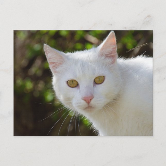 White Cat With Yellow Eyes Postcard (Front)