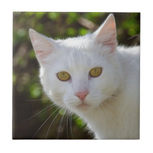 White Cat With Yellow Eyes Tile